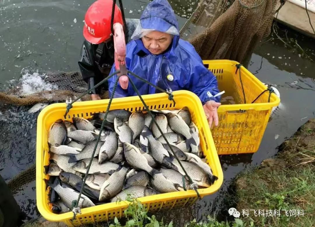 捕魚運魚：脫粘、掉鱗、出血、不耐運輸.jpg